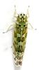 Eupteryx salviae